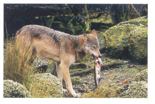 red wolf food